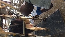 Using Healthy Feet to engage with foot health